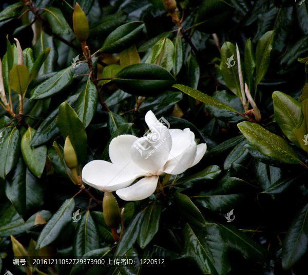 雨中木蘭樹與White,Bloom