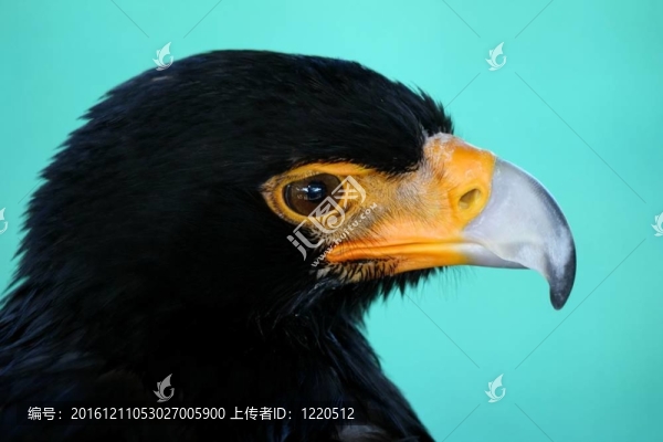 黑色的鷹鳥