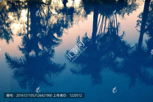 棕櫚倒影游泳池