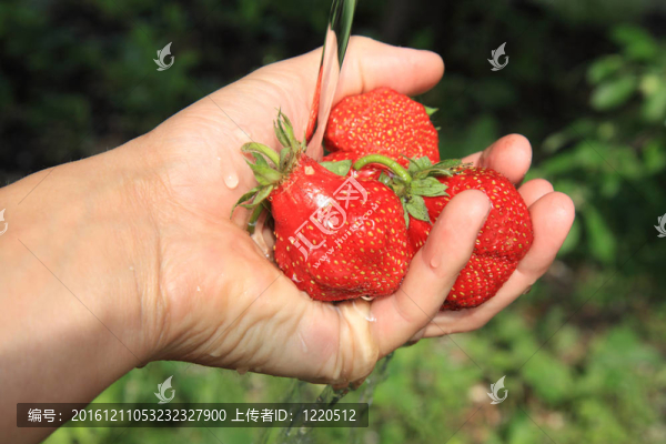 洗草莓