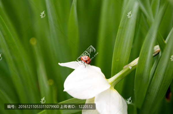 在美麗的水仙花的瓢蟲