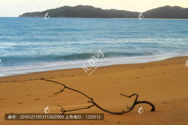 海灘上的樹枝
