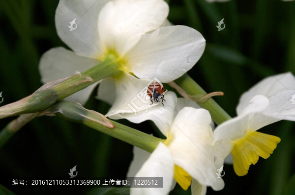 瓢蟲為水仙花
