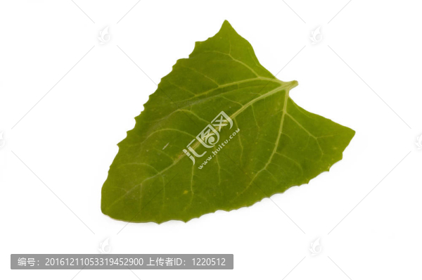 酸模葉