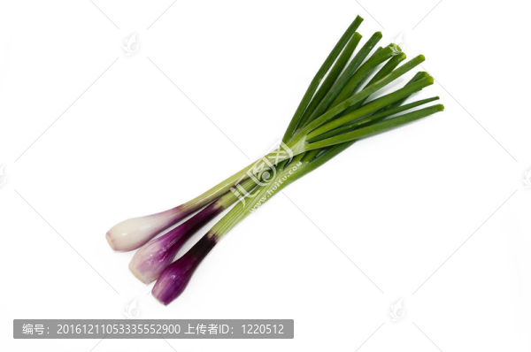 春天的紅洋蔥