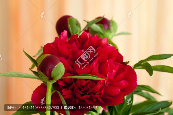 牡丹花