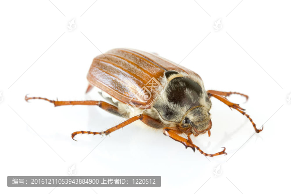 反射在白色的金龜子