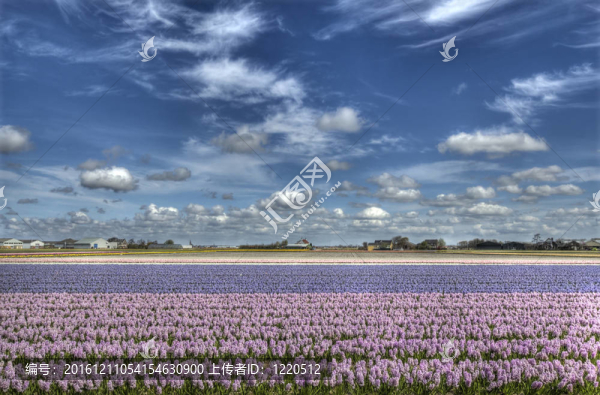 Flowerfield在荷蘭