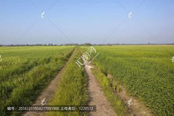 大麥田
