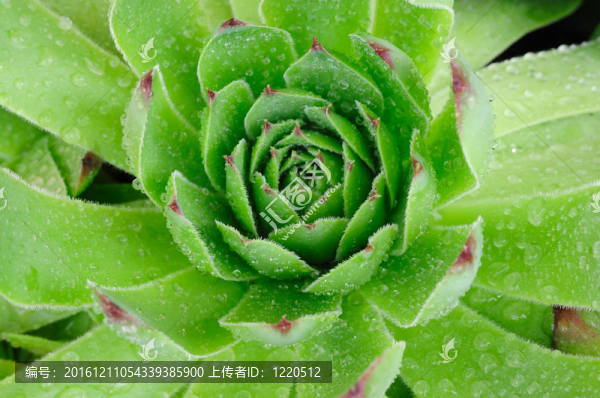 普通的石蓮花