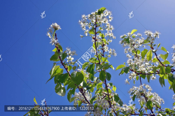 櫻花花開