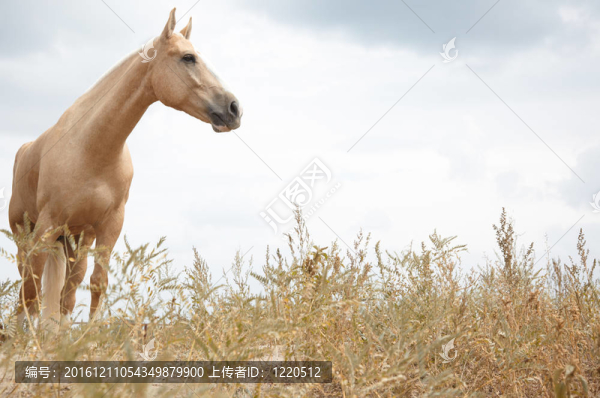 馬