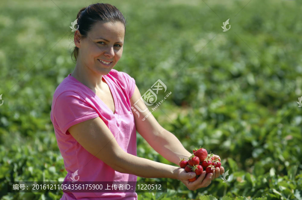 新鮮采摘的草莓