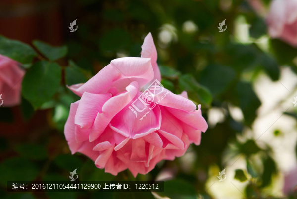 美麗的粉紅色玫瑰在花園陽(yáng)光
