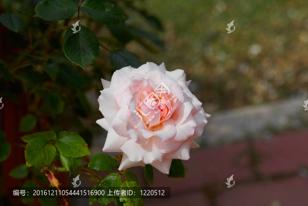 美麗的粉紅色玫瑰在花園陽(yáng)光