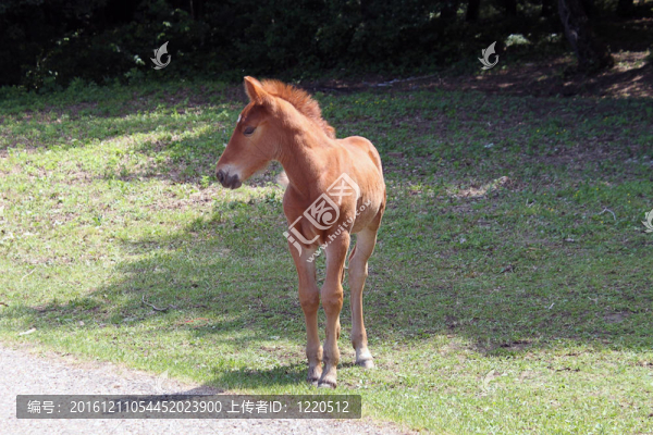 小馬
