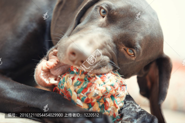 狗和球