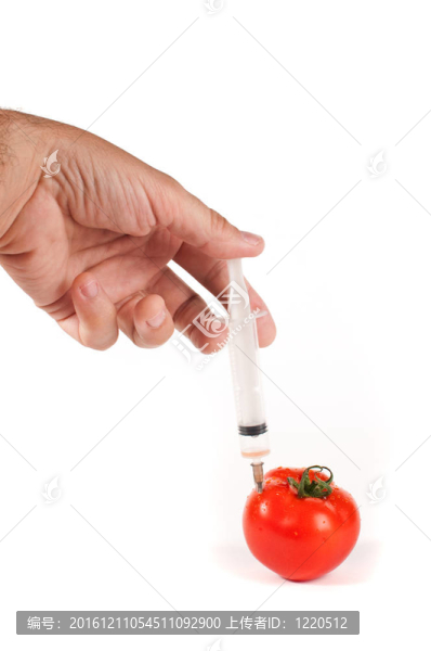 番茄遺傳研究