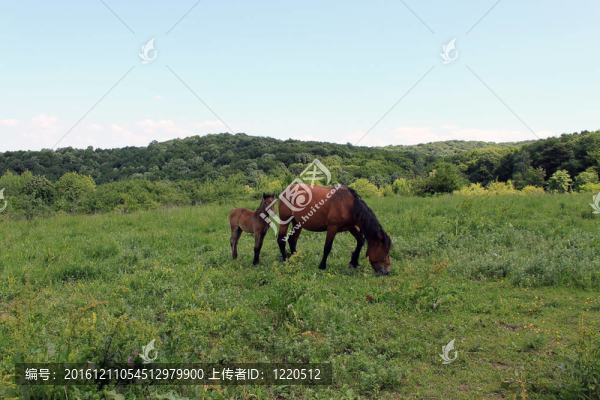 兩匹馬