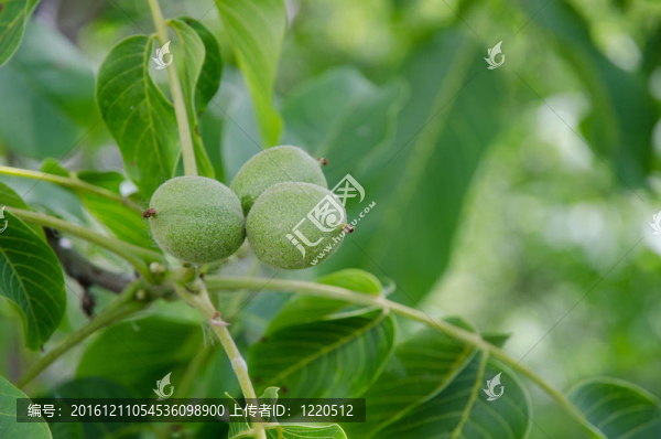 核桃
