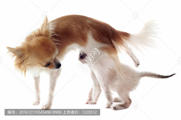 奇瓦瓦和暹羅小貓