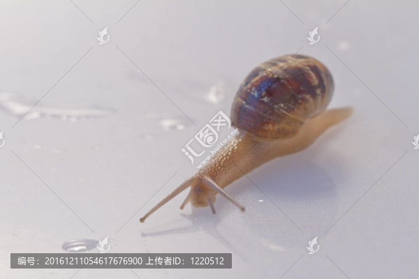 花上的蝸牛