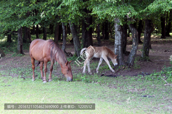 母馬和小馬駒