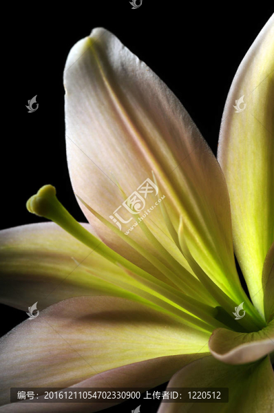 Lily,flower和雄蕊