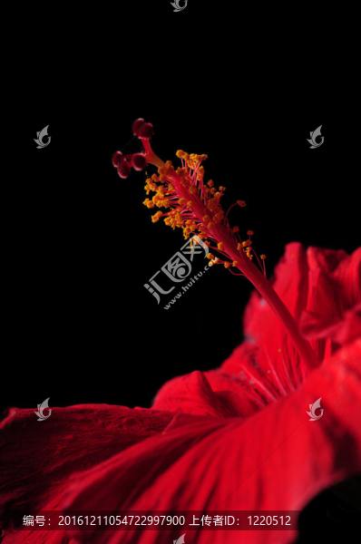 芙蓉花的雄蕊