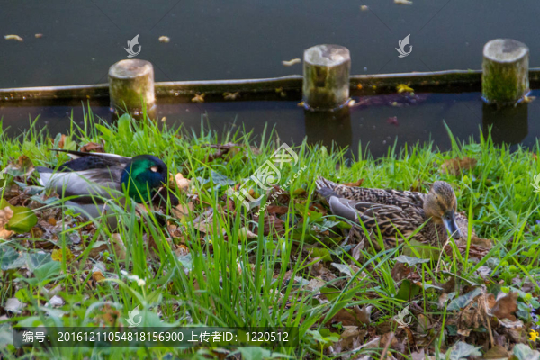 鴨子-匯圖網(wǎng) www.fosd68.com 鴨子