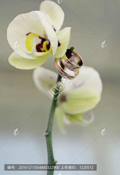 結(jié)婚戒指