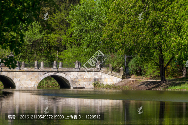夏季公園；樹木