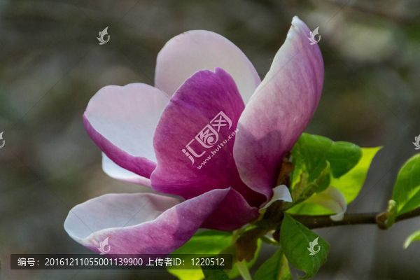 春天盛開的木蘭花