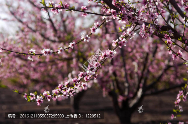 盛開的桃花樹