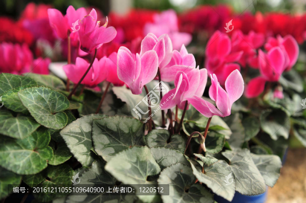仙客來的花