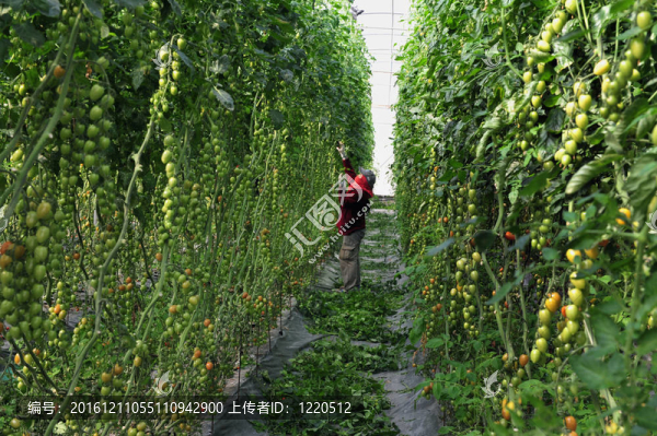 果園生長樹番茄