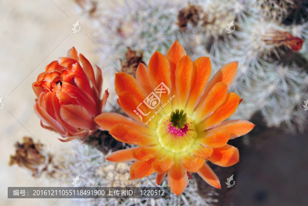 仙人掌花。