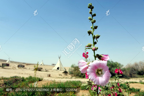 Pink,Gladiolus和White,Tepee,Tents