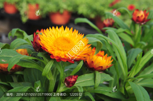 盛開的橙紅色花