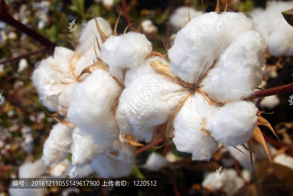 棉花樹