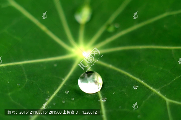 綠葉上的露珠