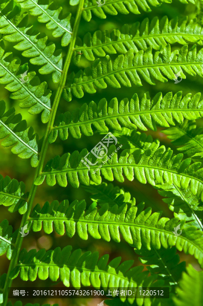 蕨類植物