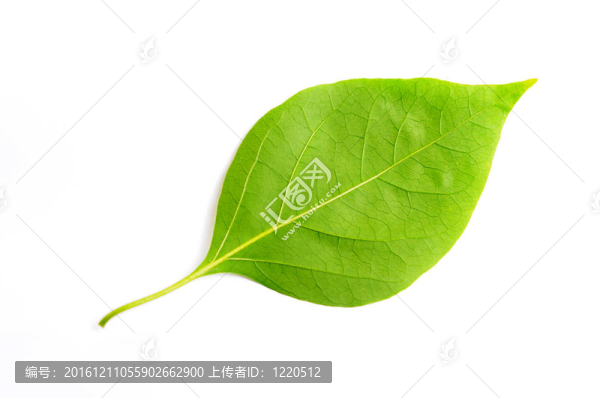 三角梅的風葉