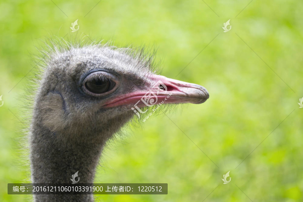 綠色背景上的好奇鴕鳥(niǎo)肖像