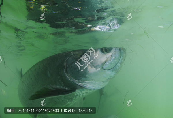 大海鰱的魚在水下游泳