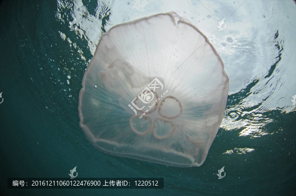 海蜇在海洋