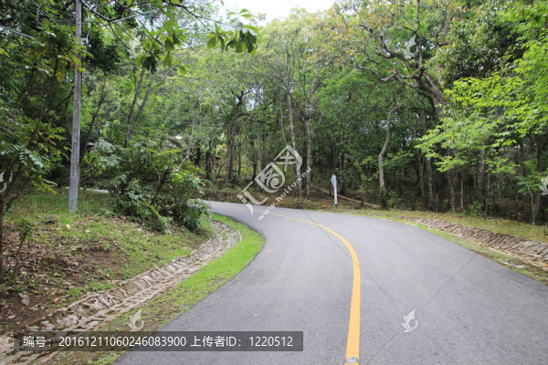 曲線路樹。