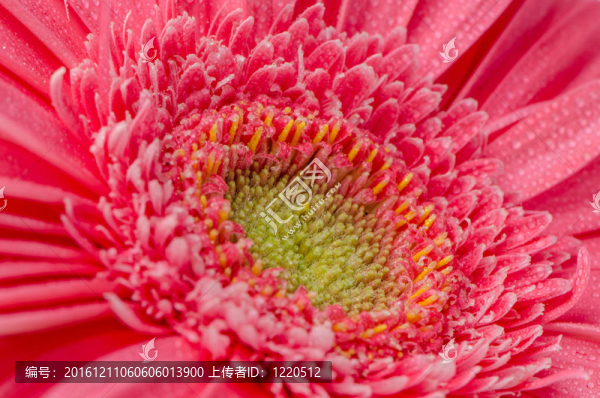 粉紅色的鮮花