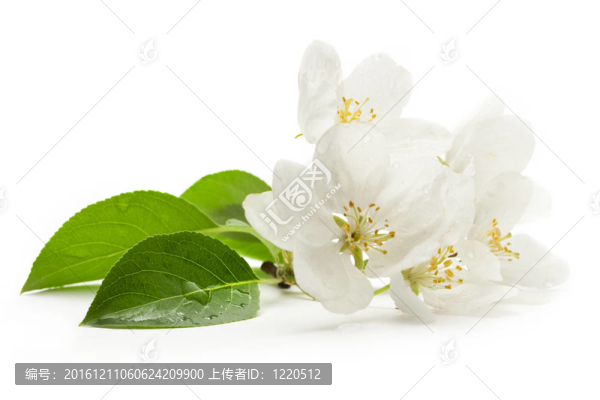 蘋果樹花白色