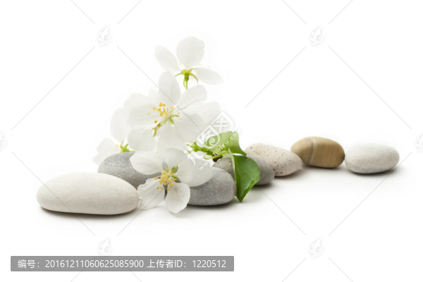 蘋果樹花和石頭